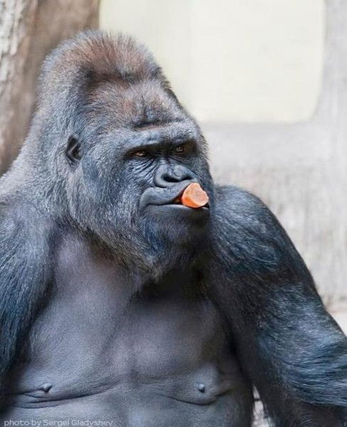 Николай Гусев