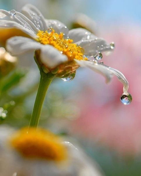 Татьяна Покровская