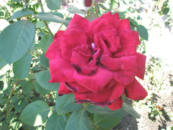 Елена Капанская