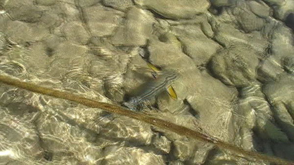 Алексей Телегин