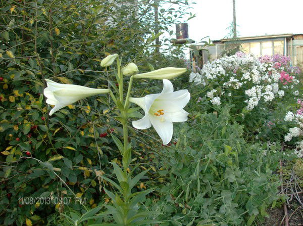 Сергей Каверзин