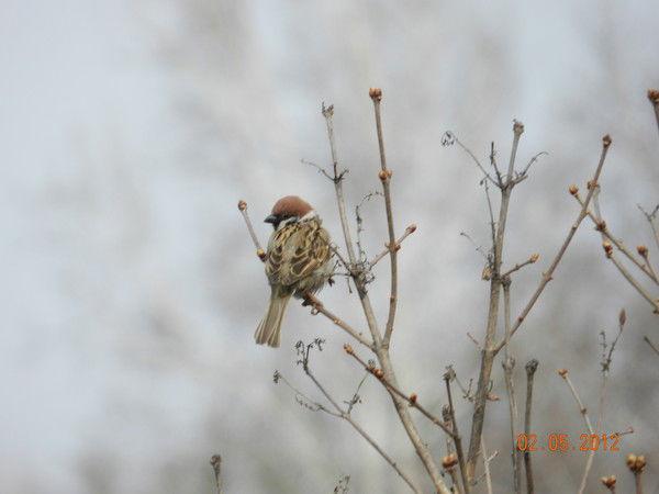 Лена Куракина