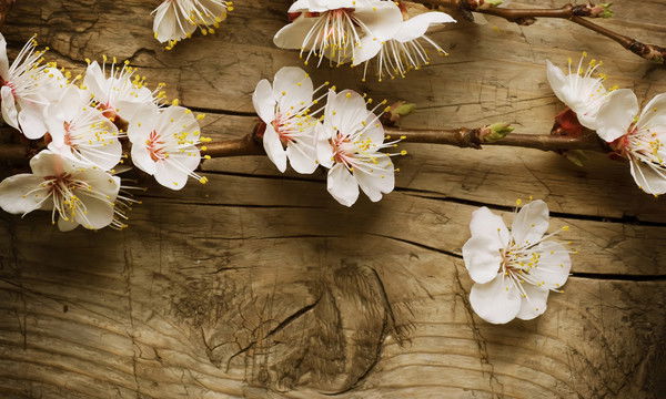 Настя Салова