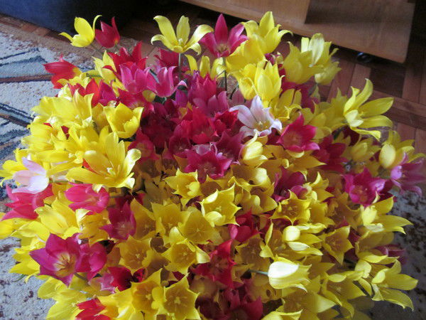 Галина Аксютич (Салихова)