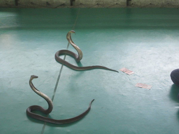 Алексей Степанов