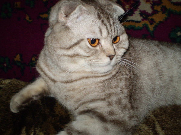 Елена Нагирная