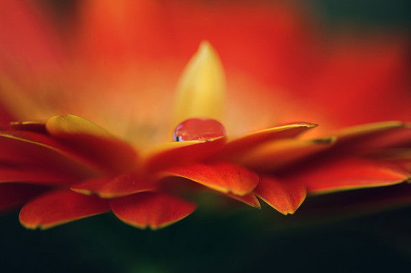 Оксана Ковпак