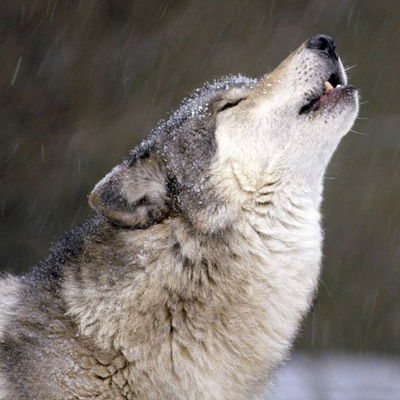 Алексей Таганский