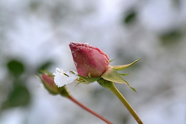 Гульбану Нурмагамбетова