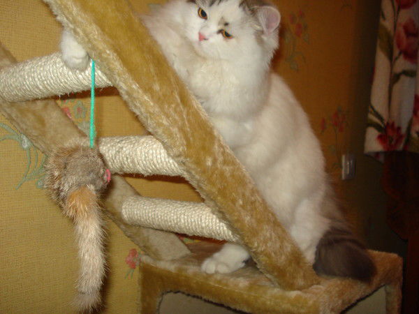 Герман Мироненко