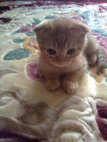 Галина Астапова