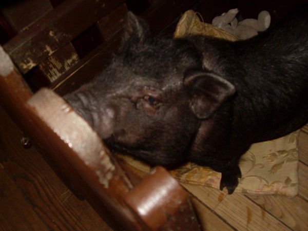 Лейла Сергеевна