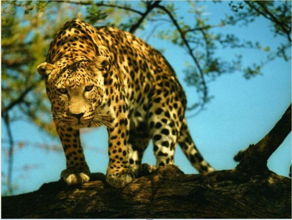 Вячеслав Городецкий