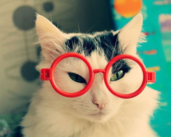 Альфред Кот