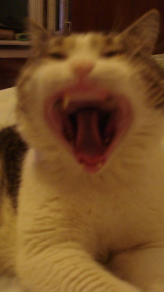 Адина Рахимова