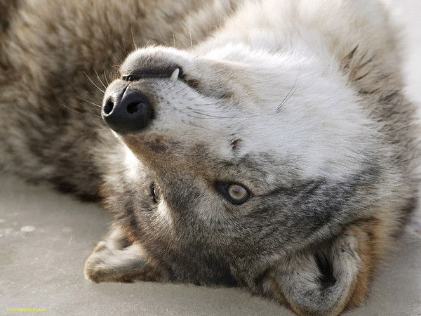 Игорь Лучков