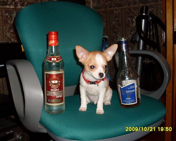 Андрей Вельматов