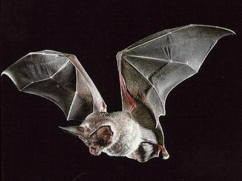 Михаил Лазуткин