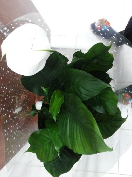 Бухгалтерия Бухгалтерия