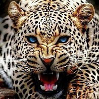 Кира Майорова