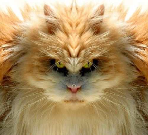 Роман Карнаухов