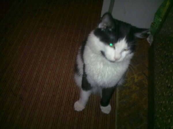 Елена Ермоленко