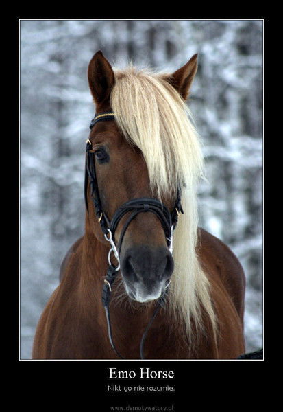 Елена Колмакова