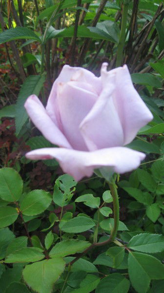 Ольга Тарасова