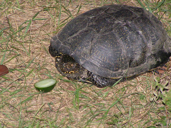 Патеев Сергей
