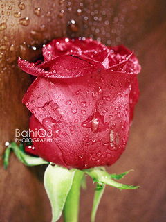 Оксана Мусина