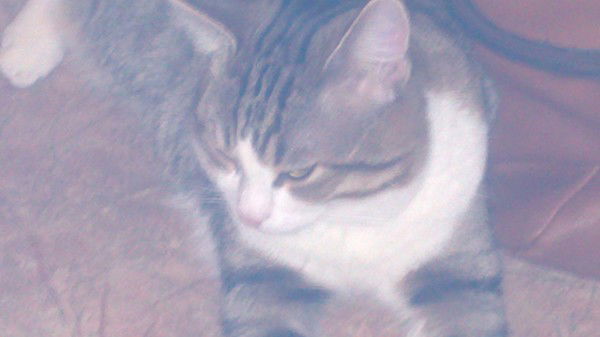 Людмила Тоневицкая