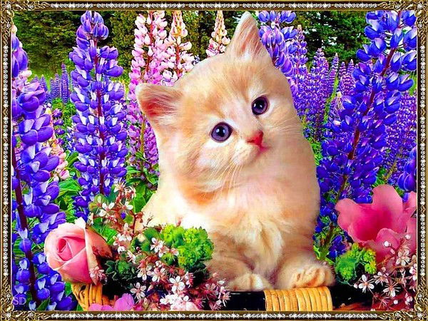 Елена Долгова