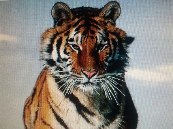 Вячеслав Рябов