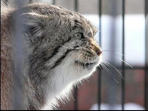 Далер Абселямов