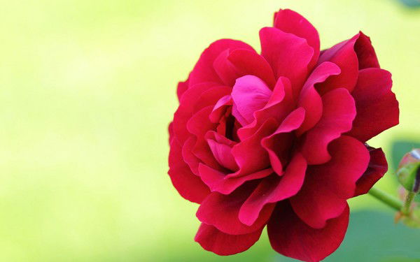 Инесса Сенкевич