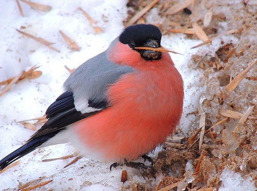 Юлия Балакирева