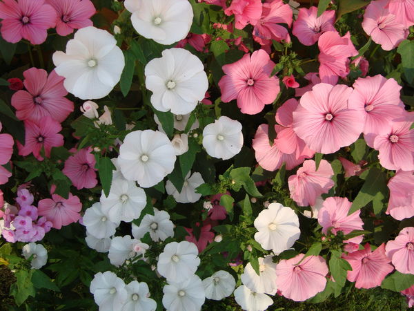 Светлана Никитина-Жданова