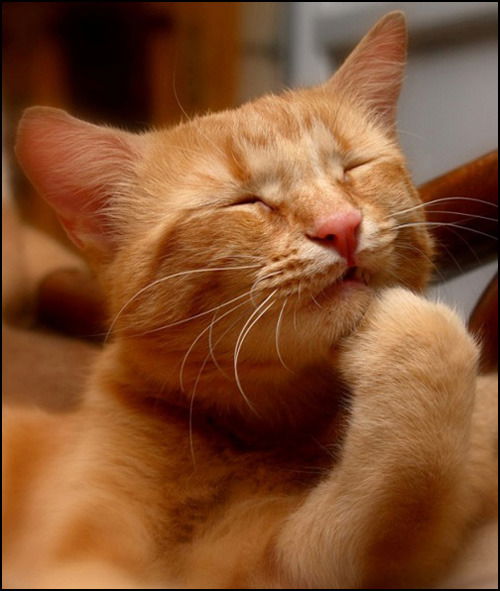 Александр Вертененко