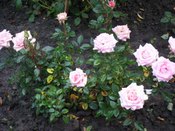 Юрий Дубнов