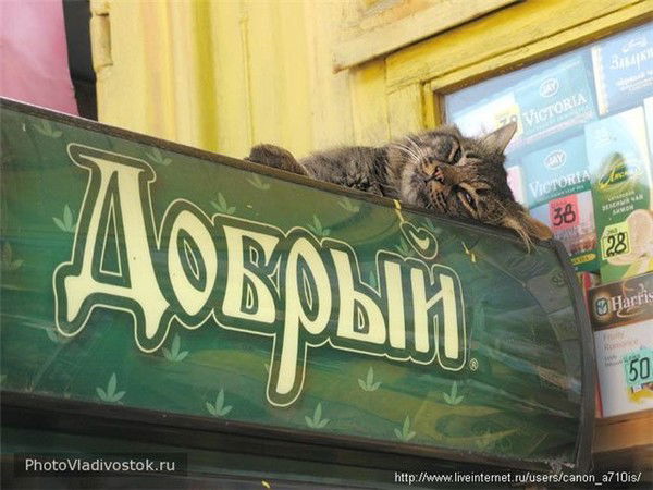 Константин Ясюкевич