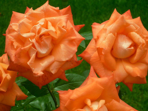 Инна Вагнер