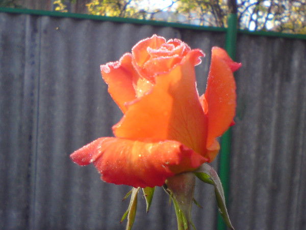 Наталья Еренкова