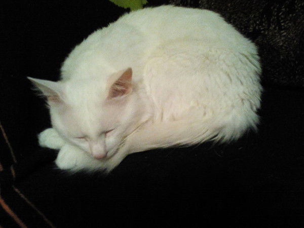 Елизавета Агаркова