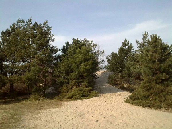 Алёна Свиридова