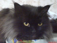 Юлия Колюкина