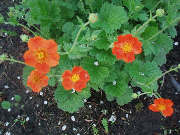 Татьяна Лебедева