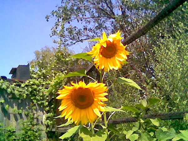 Вячеслав Дмитрук