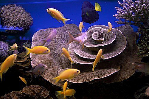 Константин Ершов