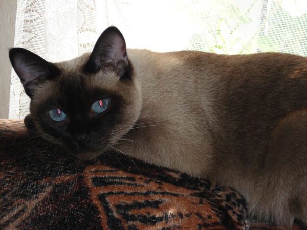 Митюшина Светлана