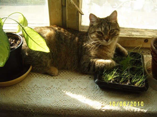 Анатолий Хоменко